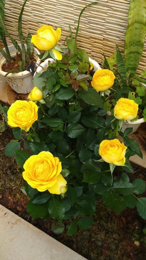 Homestay Mai Da Lat